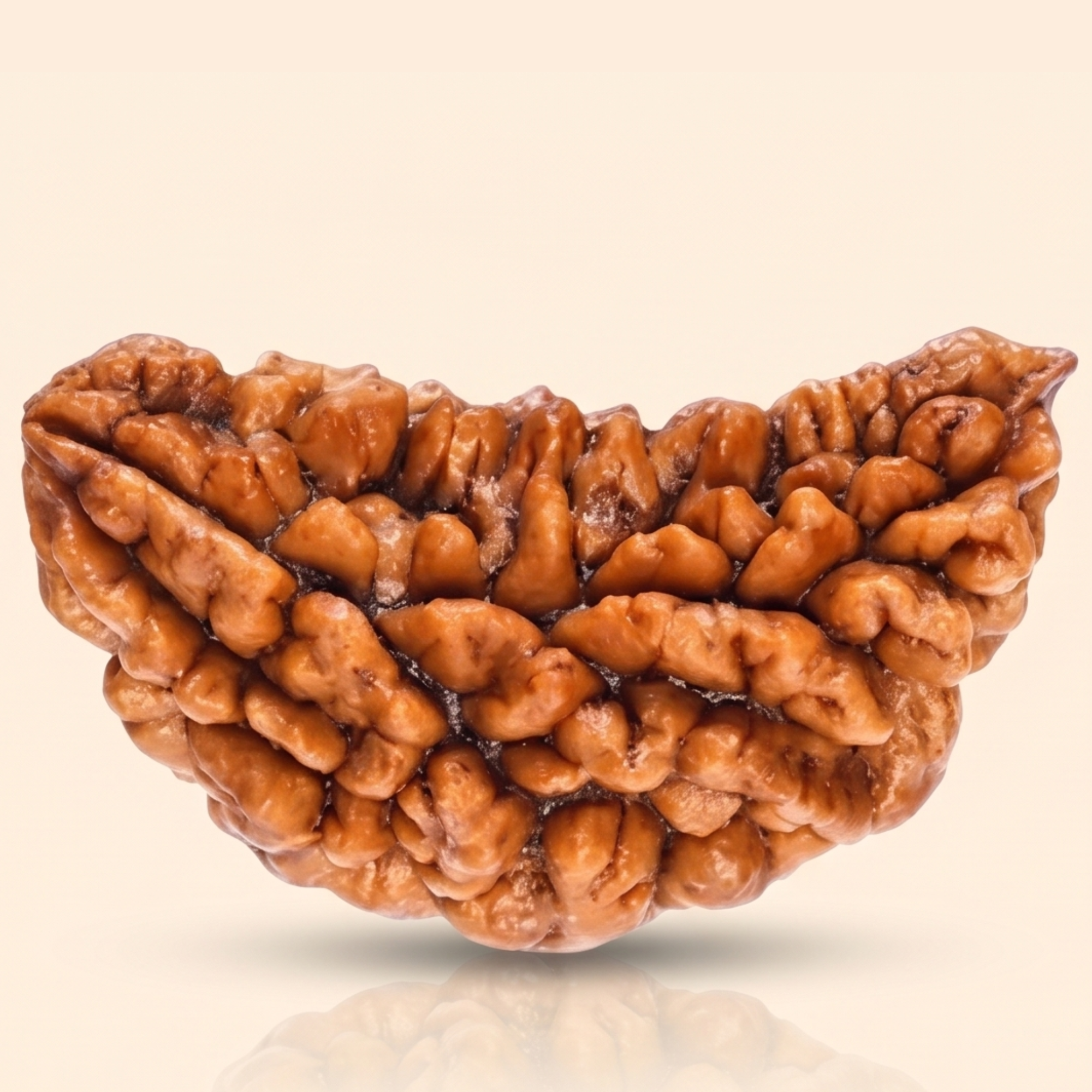 Natural One Face (Ek Mukhi) Rudraksha – Sacred Divine Bead