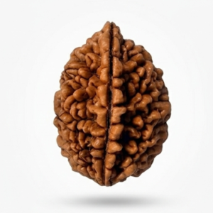 Original 2 Mukhi Rudraksha (Two Face Rudraksha) – Sacred Divine Bead