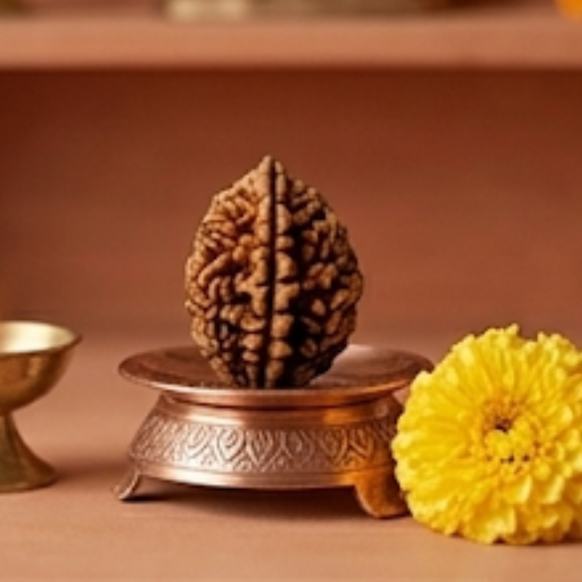 Original 2 Mukhi Rudraksha (Two Face Rudraksha) – Sacred Divine Bead - Image 7